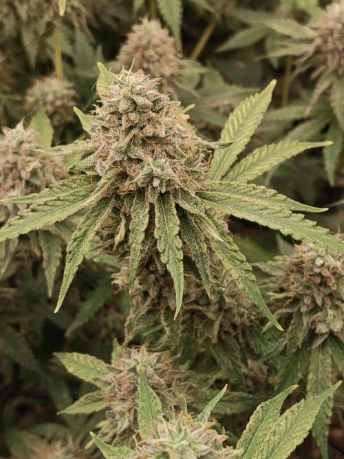 Holy Jeremaiah seeds Devils Pastry. Week 9