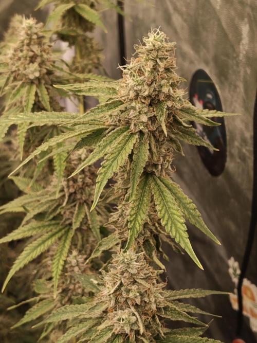 Holy Jeremaiah seeds Devils Pastry. Week 9