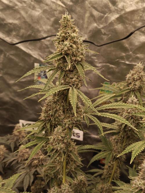 Holy Jeremaiah seeds Devils Pastry. Week 9