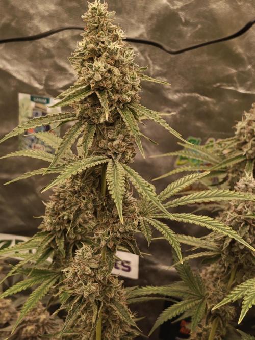 Holy Jeremaiah seeds Devils Pastry. Week 9