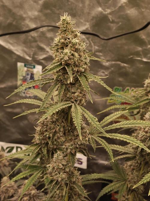 Holy Jeremaiah seeds Devils Pastry. Week 9