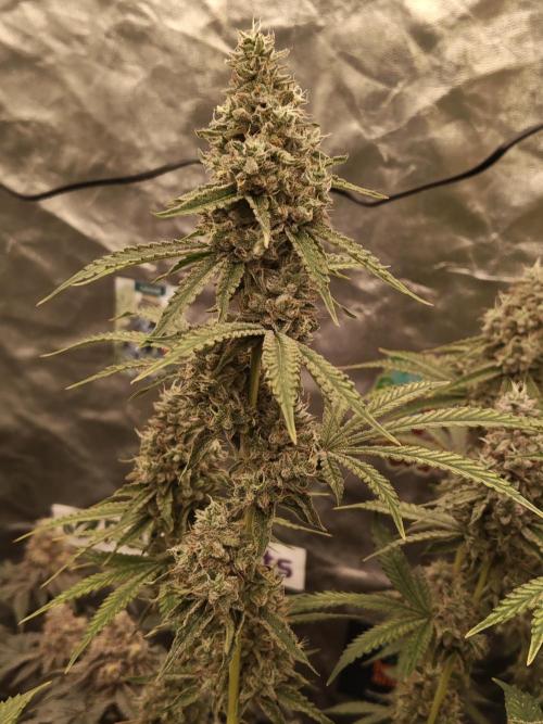 Holy Jeremaiah seeds Devils Pastry. Week 9
