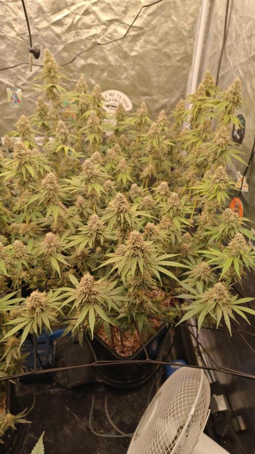Holy Jeremaiah seeds Devils Pastry. Week 9