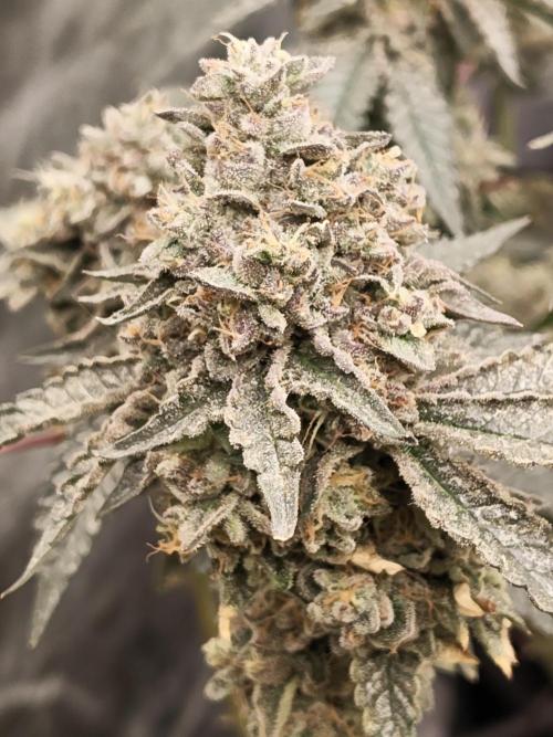 FASTBUDS Biscotti Gelato. Week 10