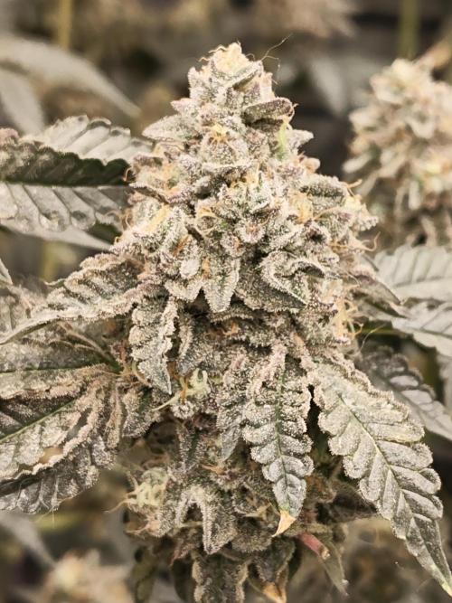 FASTBUDS Biscotti Gelato. Week 10