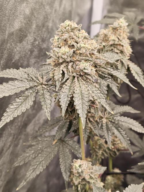 FASTBUDS Biscotti Gelato. Week 10