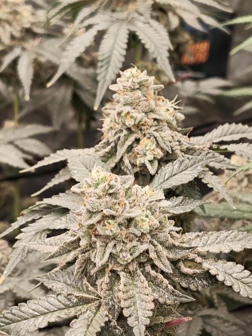 FASTBUDS Biscotti Gelato. Week 10