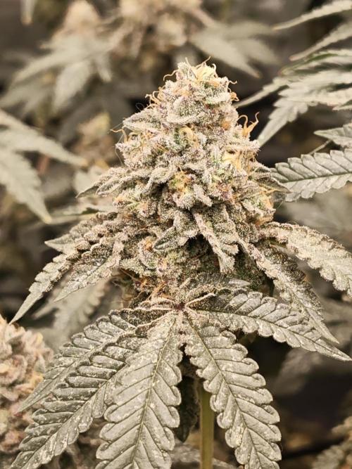 FASTBUDS Biscotti Gelato. Week 10