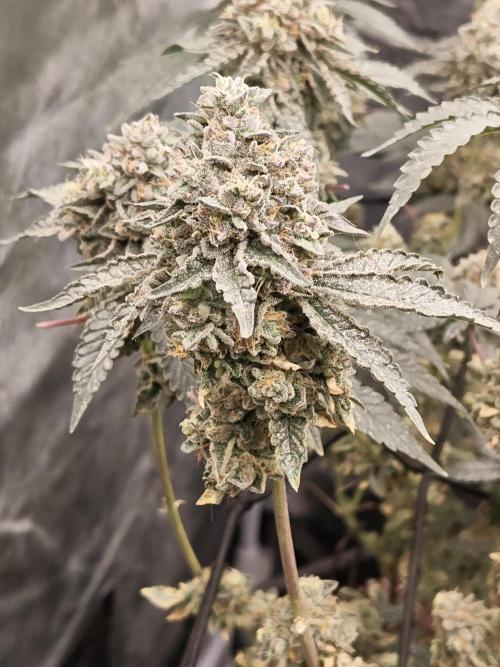 FASTBUDS Biscotti Gelato. Week 10