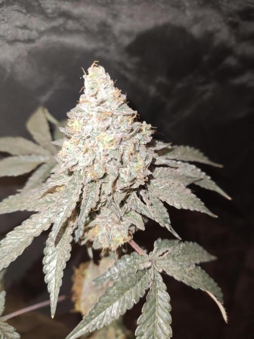 FASTBUDS Biscotti Gelato. Week 12