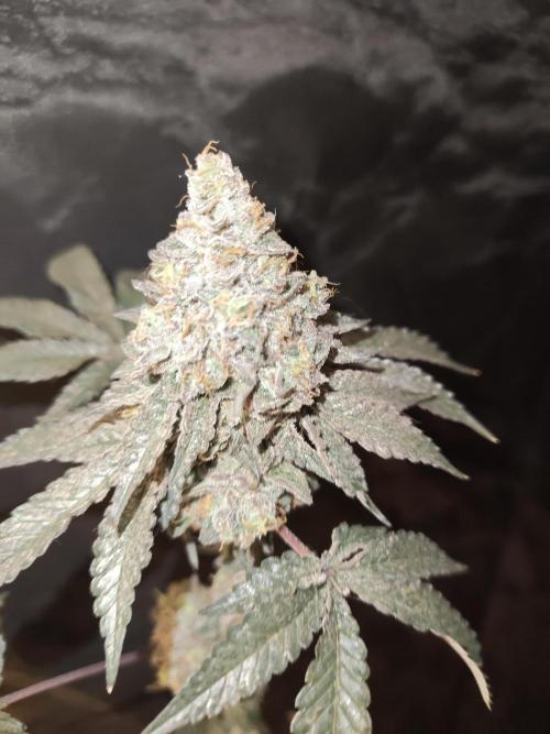 FASTBUDS Biscotti Gelato. Week 12