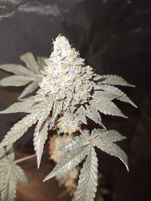 FASTBUDS Biscotti Gelato. Week 12
