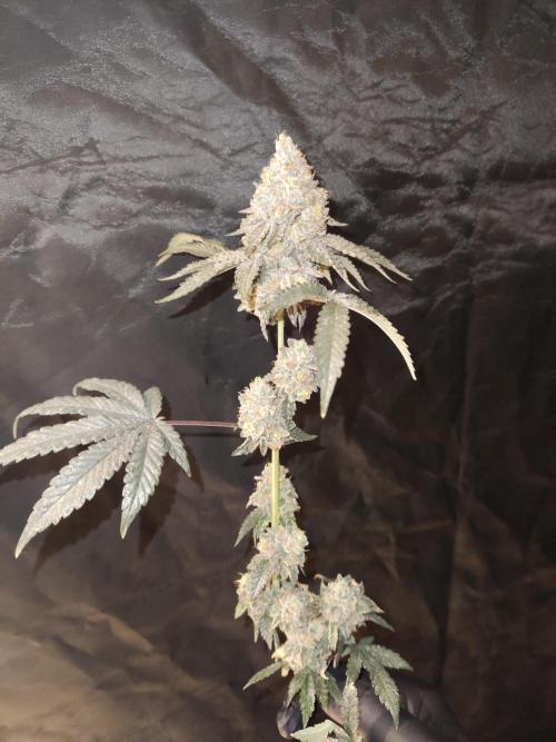 FASTBUDS Biscotti Gelato. Week 12