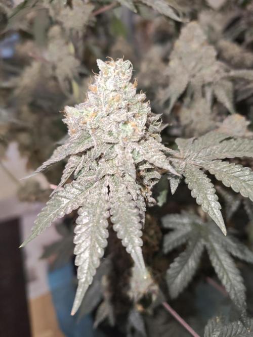 FASTBUDS Biscotti Gelato. Week 12