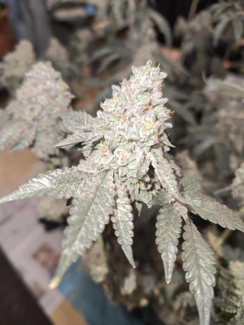 FASTBUDS Biscotti Gelato. Week 12
