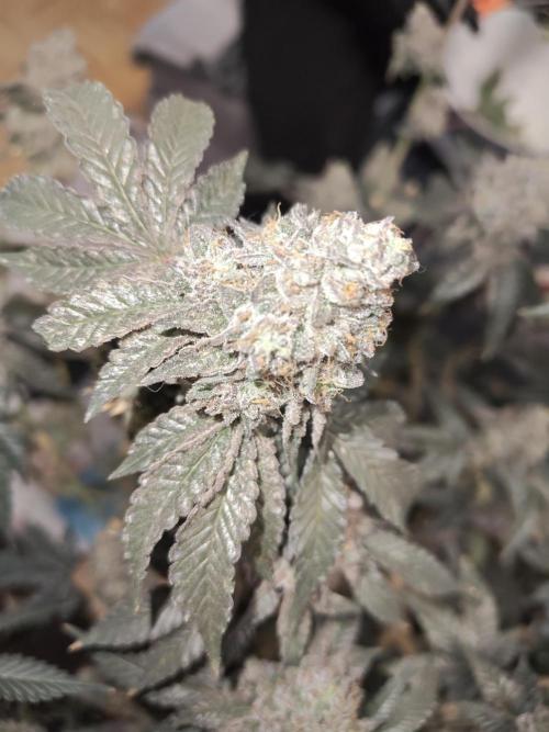 FASTBUDS Biscotti Gelato. Week 12