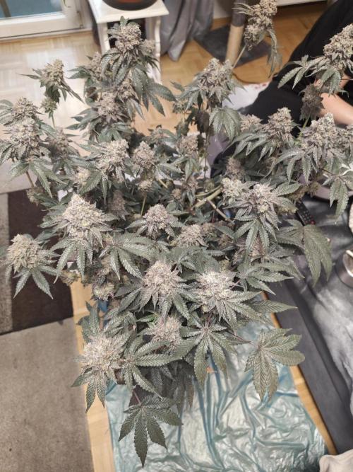 FASTBUDS Biscotti Gelato. Week 12