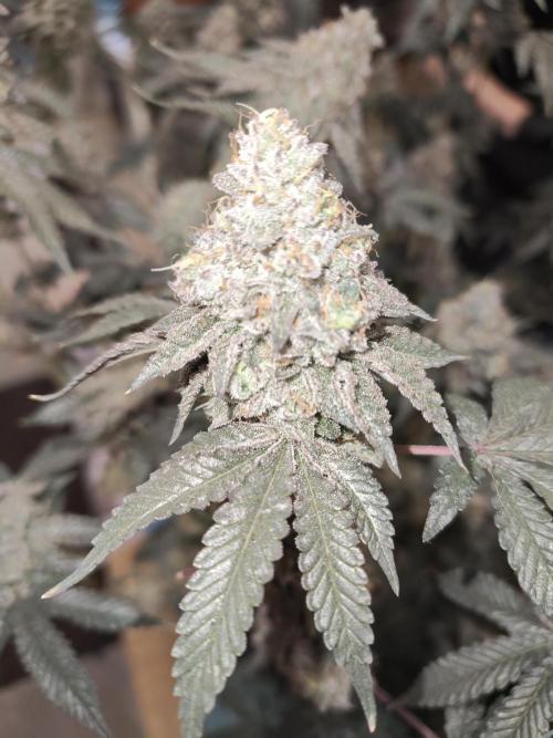 FASTBUDS Biscotti Gelato. Week 12