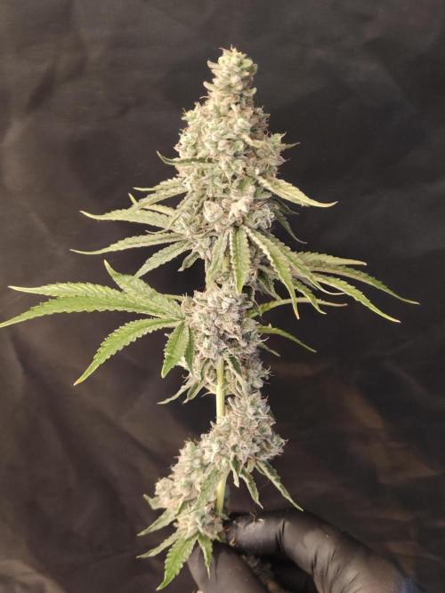 Holy Jeremaiah seeds Devils Pastry. Week 3