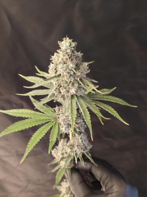 Holy Jeremaiah seeds Devils Pastry. Week 3