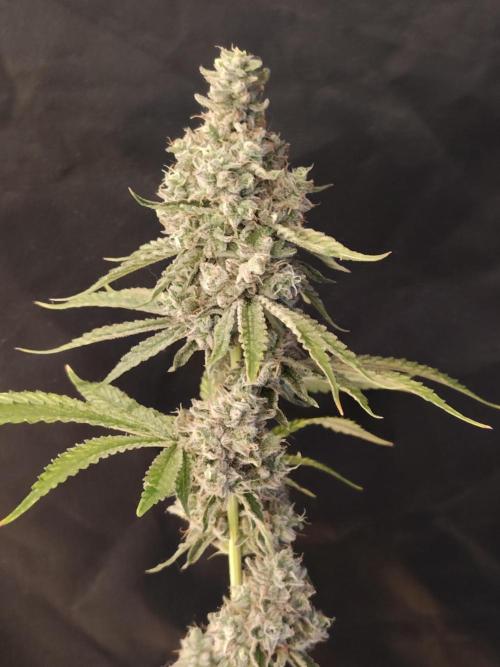Holy Jeremaiah seeds Devils Pastry. Week 3