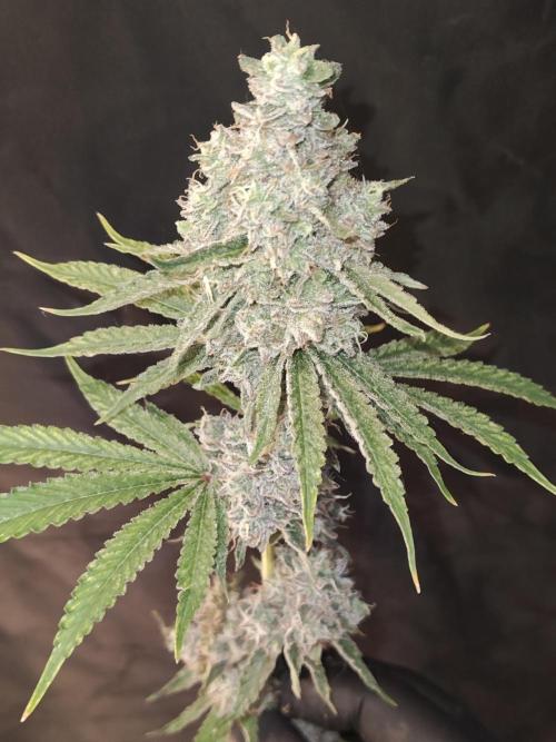 Holy Jeremaiah seeds Devils Pastry. Week 3
