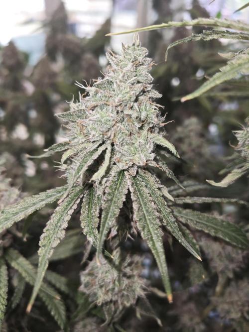 Holy Jeremaiah seeds Devils Pastry. Week 3