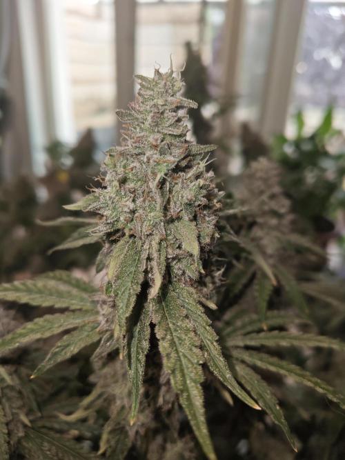 Holy Jeremaiah seeds Devils Pastry. Week 3