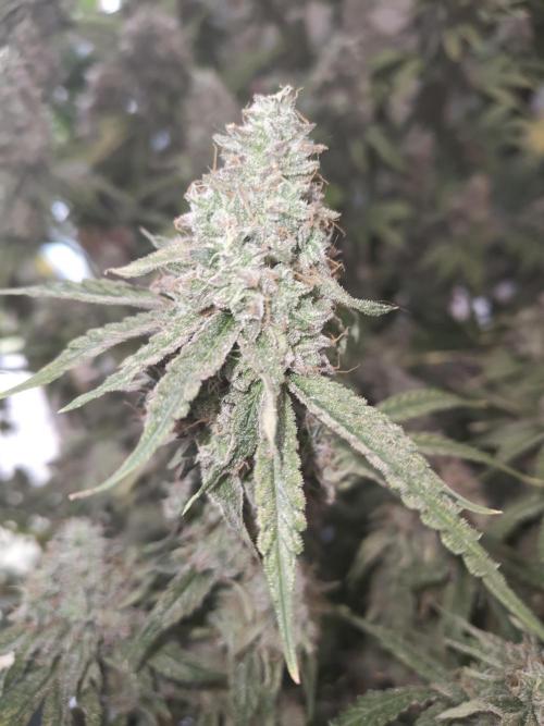 Holy Jeremaiah seeds Devils Pastry. Week 3