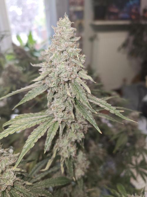 Holy Jeremaiah seeds Devils Pastry. Week 3