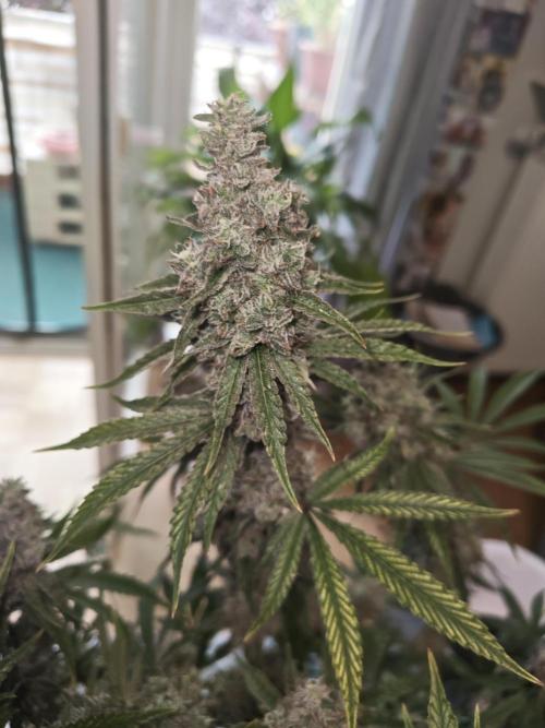 Holy Jeremaiah seeds Devils Pastry. Week 3