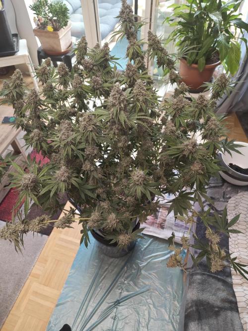 Holy Jeremaiah seeds Devils Pastry. Week 3