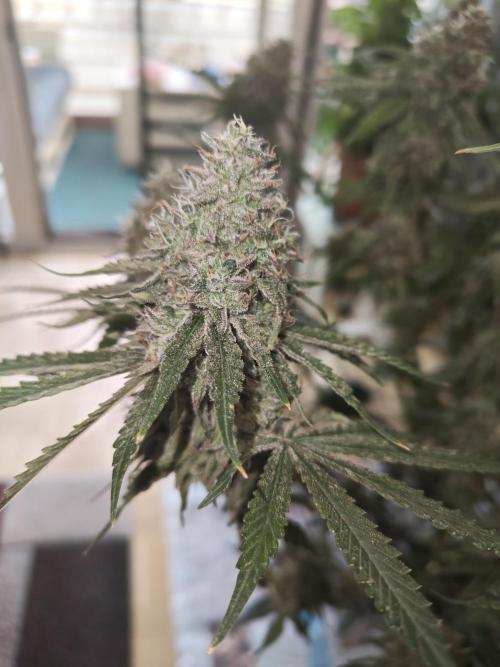 Holy Jeremaiah seeds Devils Pastry. Week 3
