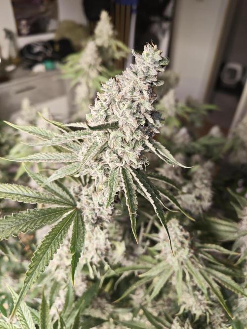 Holy Jeremaiah seeds Devils Pastry. Week 3