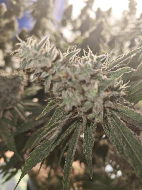Holy Jeremaiah seeds Devils Pastry. Week 3
