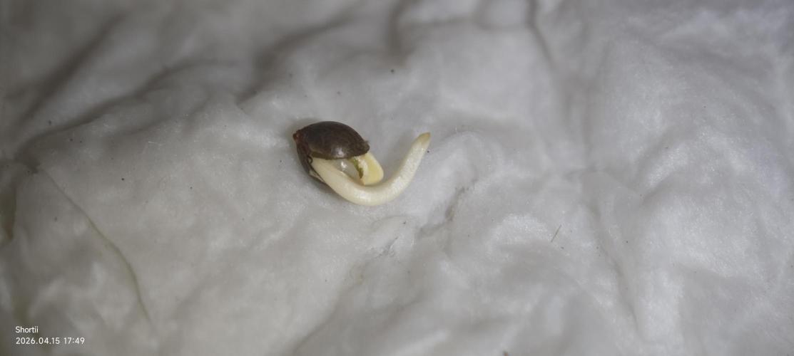3x Mendo Breath LED Bio. Week 0