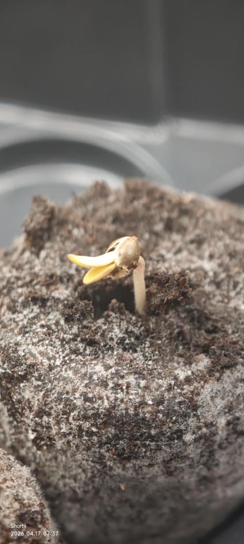 3x Mendo Breath LED Bio. Week 0
