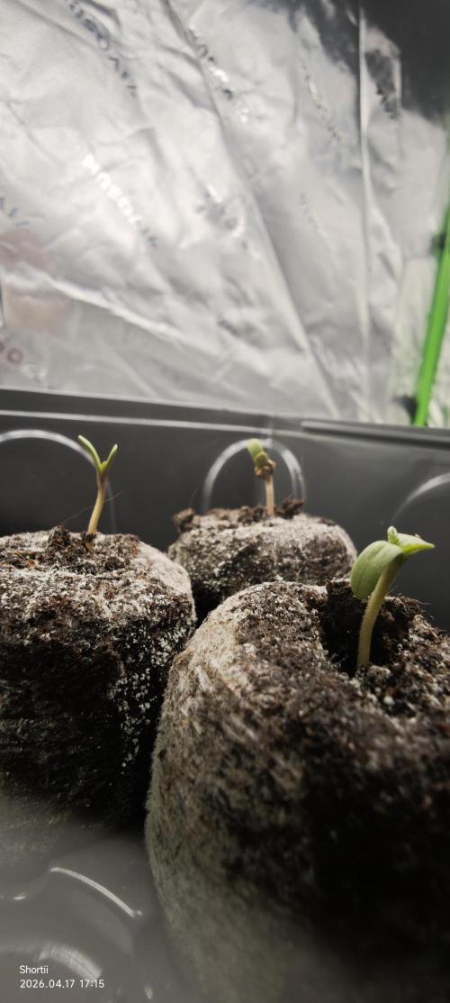 3x Mendo Breath LED Bio. Week 0