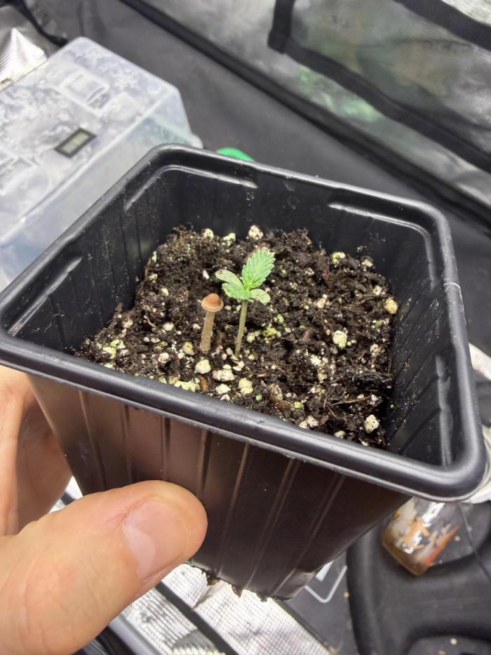 Coco Milk S1. Week 0 - Little paddo joins the club 