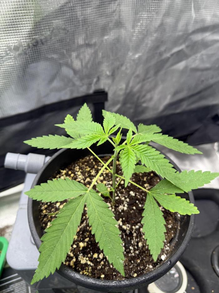 Coco Milk S1. Week 4