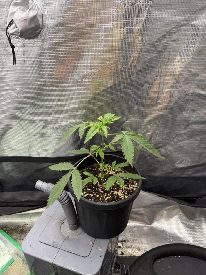 Coco Milk S1. Week 5