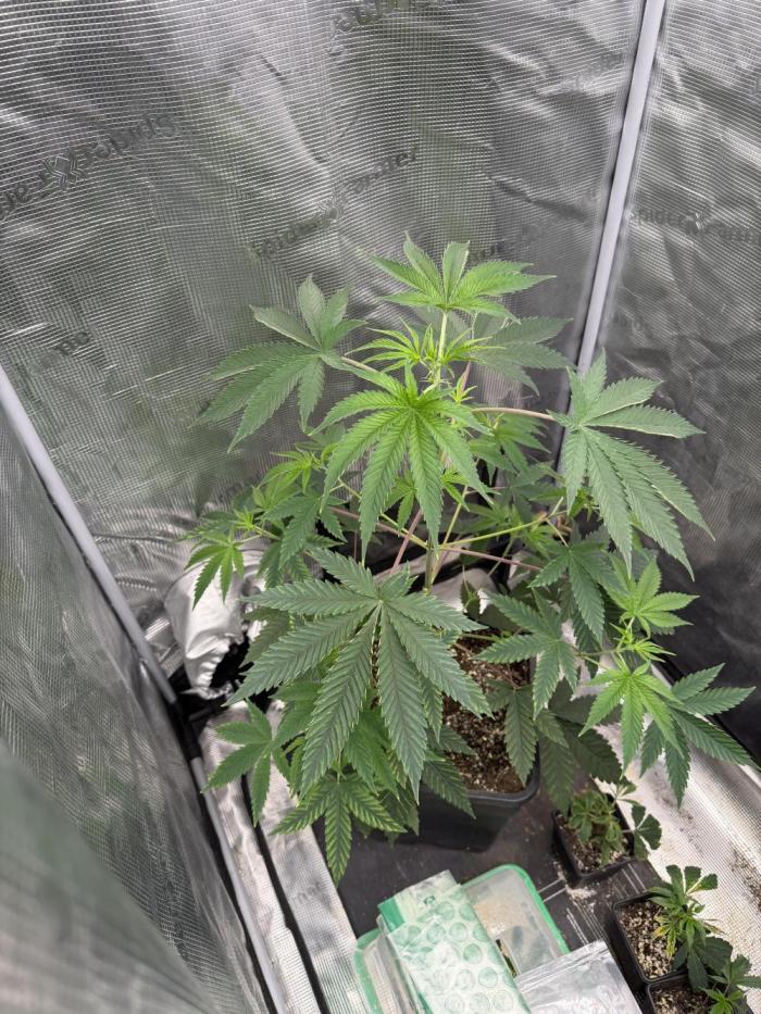 Coco Milk S1. Week 7