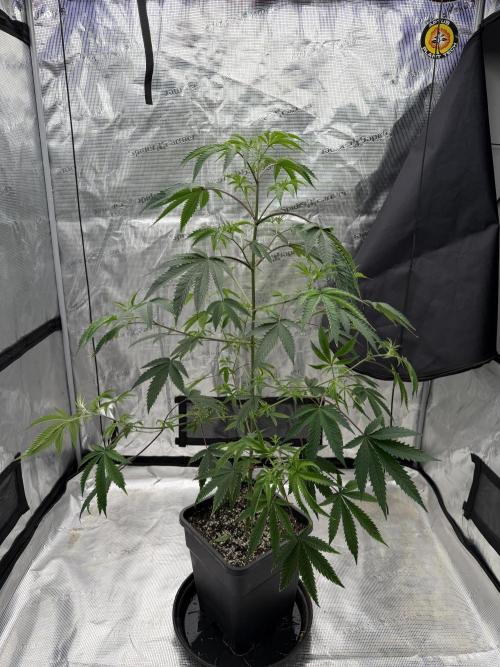Coco Milk S1. Week 11