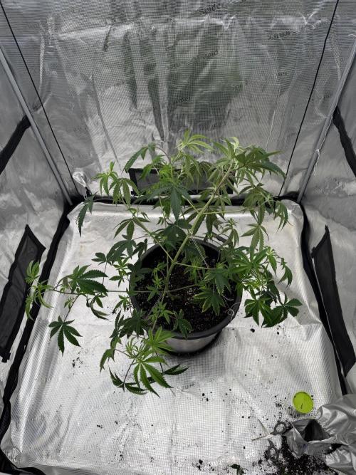 Coco Milk S1. Week 11