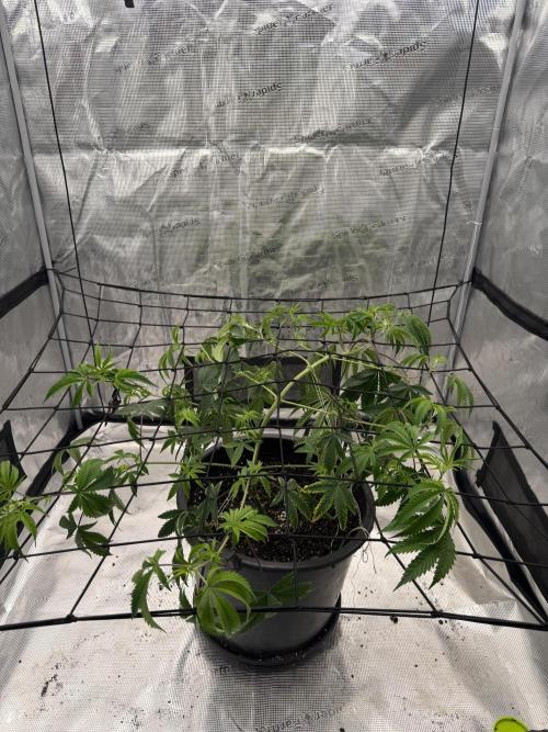 Coco Milk S1. Week 11
