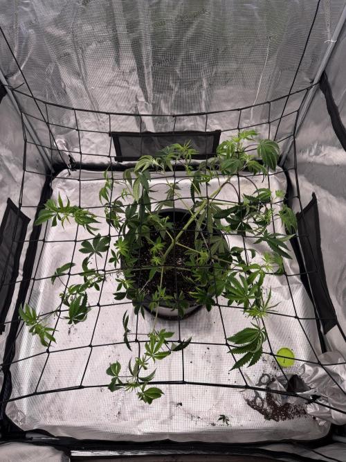 Coco Milk S1. Week 11