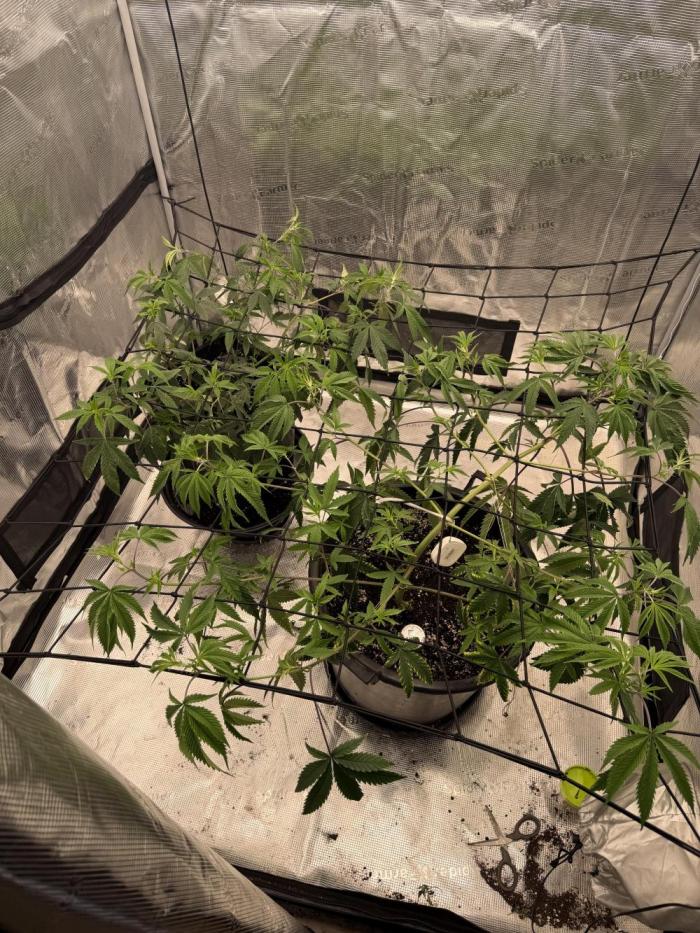 Coco Milk S1. Week 12