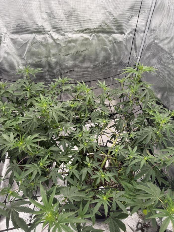Coco Milk S1. Week 13