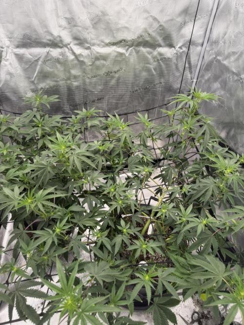 Coco Milk. Week 13