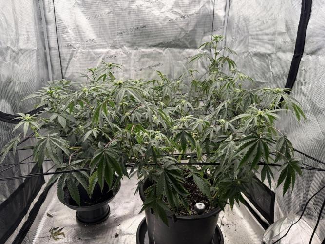 Coco Milk. Week 14